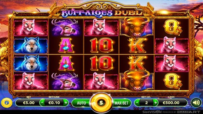 Buffaloes Duel