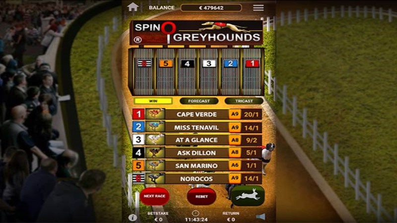 Spinosports Greyhounds
