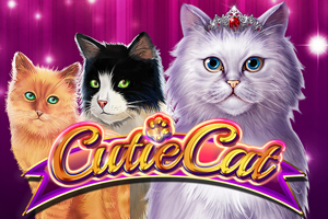 Cutie Cat