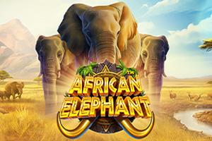 African Elephant
