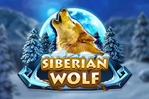 Siberian wolf